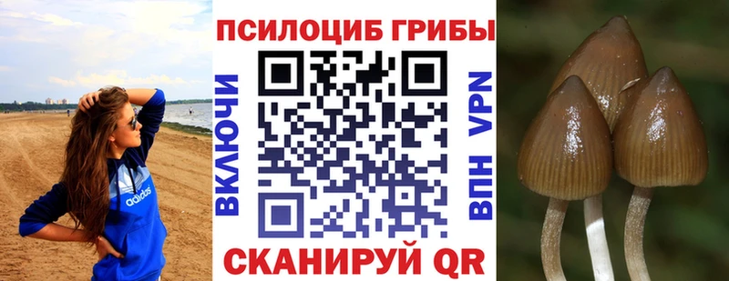 кракен маркетплейс  Кыштым  Псилоцибиновые грибы Psilocybine cubensis  купить  цена 